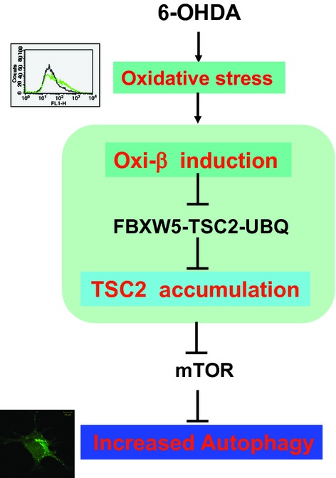 Tnfaip8 l1/Oxi-β binds to FBXW5, increasing autophagy through activation of TSC2 in a Parkinson's disease model
