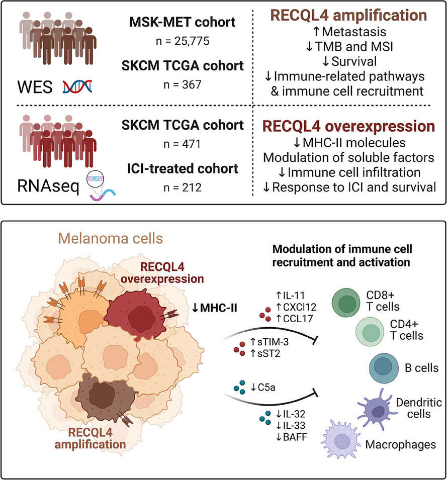 RECQL4 affects MHC class II-mediated signalling and favours an immune-evasive signature that limits response to immune checkpoint inhibitor therapy in patients with malignant melanoma