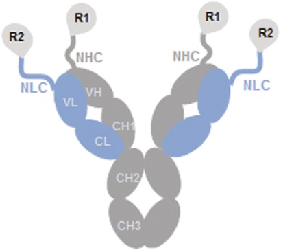Multifunctional Antibody Agonists Targeting Glucagon-like Peptide-1, Glucagon, and Glucose-Dependent Insulinotropic Polypeptide Receptors