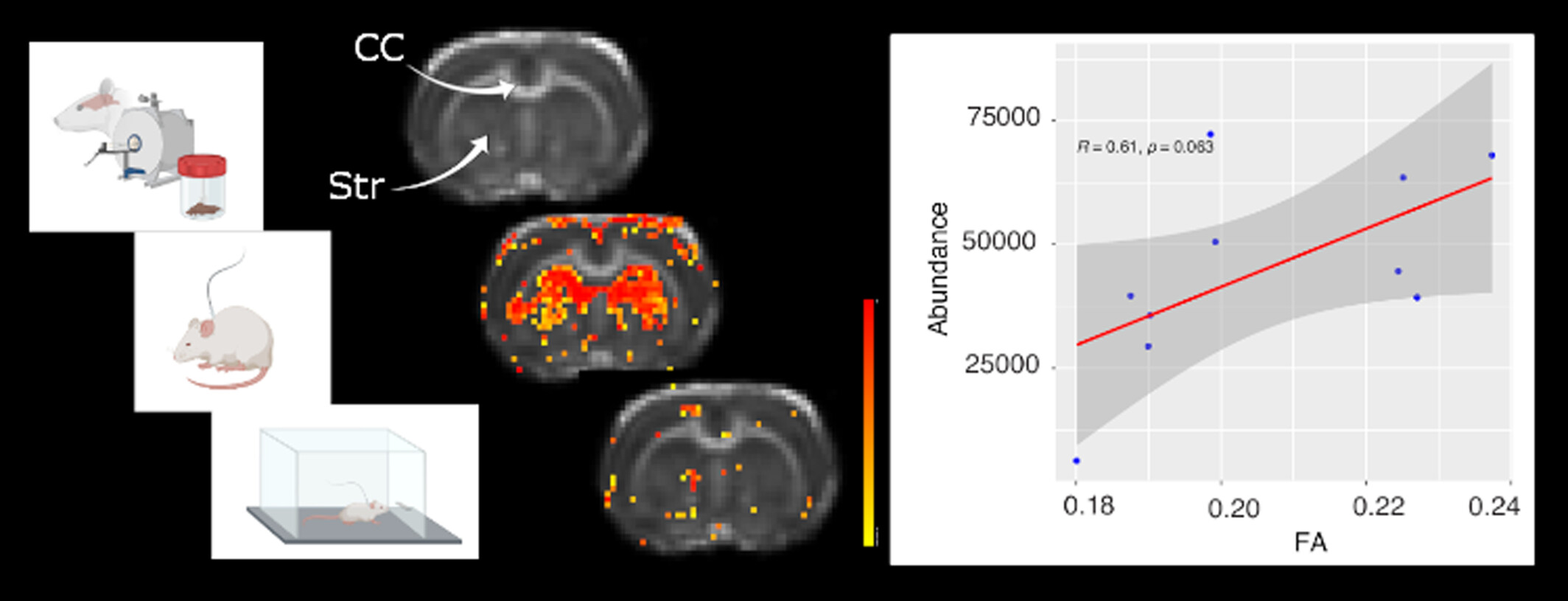 Longitudinal and Concurrent Changes in Brain and Gut due to Morphine Self-Administration