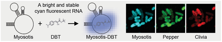Bright and Stable Cyan Fluorescent RNA Enables Multicolor RNA Imaging in Live Escherichia coli