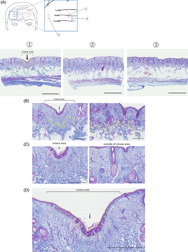 Details are in the caption following the image Details are in the caption following the image