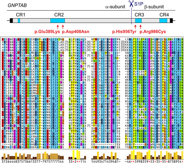 Combined in vitro and in silico analyses of missense mutations in GNPTAB provide new insights into the molecular bases of mucolipidosis II and III alpha/beta