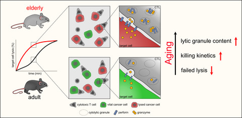 Faster cytotoxicity with age: Increased perforin and granzyme levels in cytotoxic CD8+ T cells boost cancer cell elimination