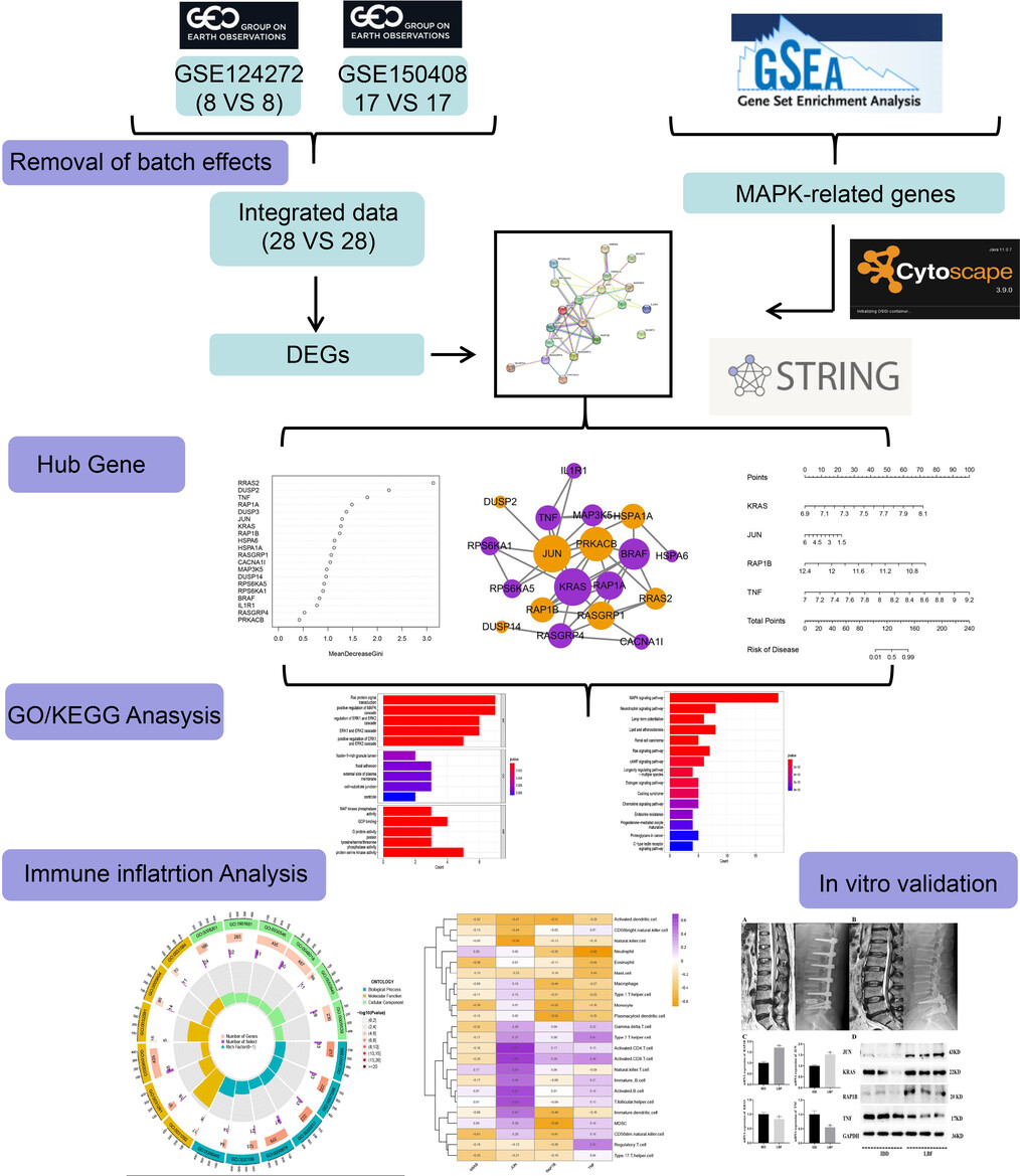 The Significance of MAPK Signaling Pathway in the Diagnosis and Subtype Classification of Intervertebral Disc Degeneration