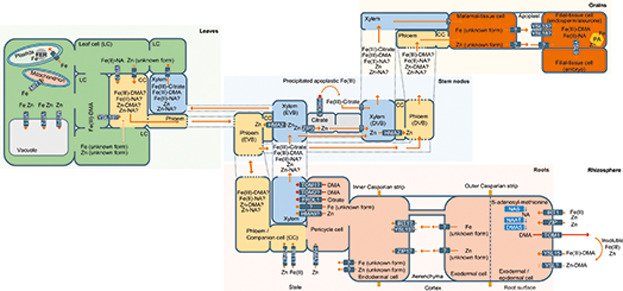 Molecular processes in iron and zinc homeostasis and their modulation for biofortification in rice