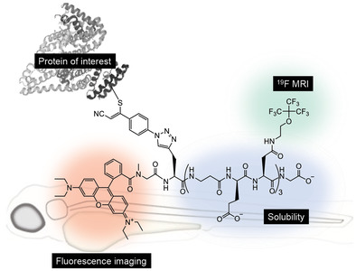 Highly Fluorinated Peptide Probes with Enhanced In Vivo Stability for 19F-MRI