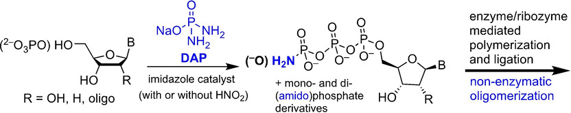 Concurrent Prebiotic Formation of Nucleoside-Amidophosphates and Nucleoside-Triphosphates Potentiates Transition from Abiotic to Biotic Polymerization