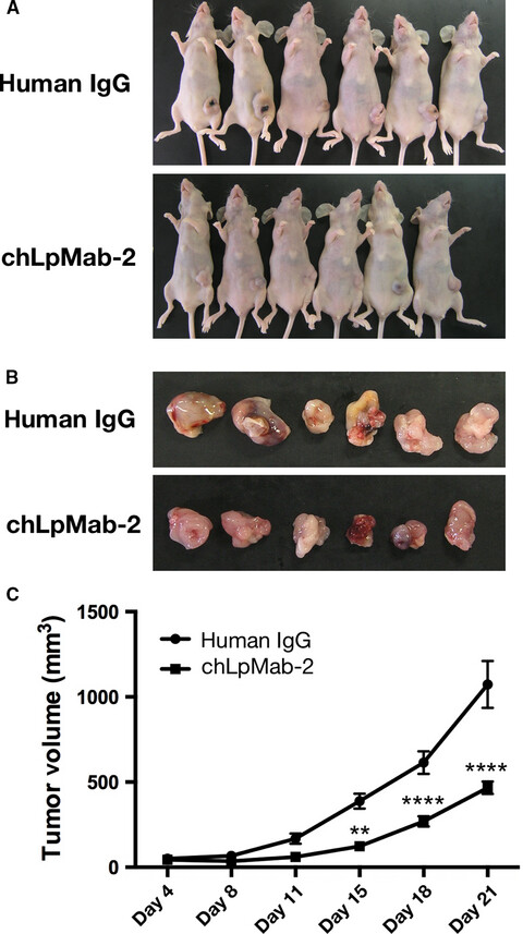 Antitumor activity of chLpMab-2, a human–mouse chimeric cancer-specific antihuman podoplanin antibody, via antibody-dependent cellular cytotoxicity