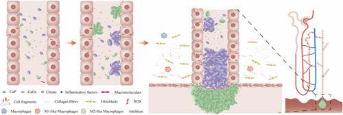 Details are in the caption following the image Details are in the caption following the image