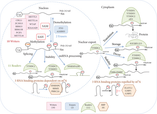 Details are in the caption following the image Details are in the caption following the image