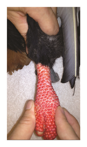 Details are in the caption following the image Details are in the caption following the image
