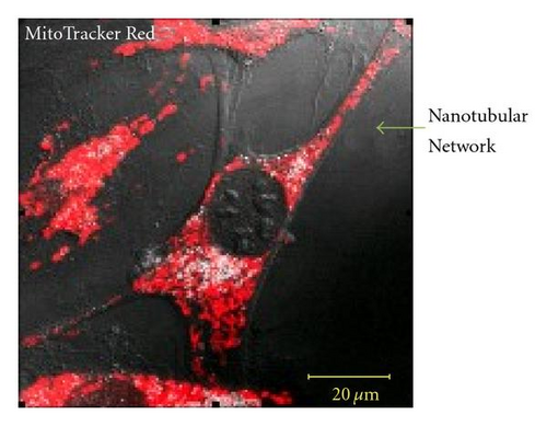 Details are in the caption following the image