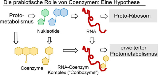 Coenzyme und ihre Rolle in der Evolution des Lebens