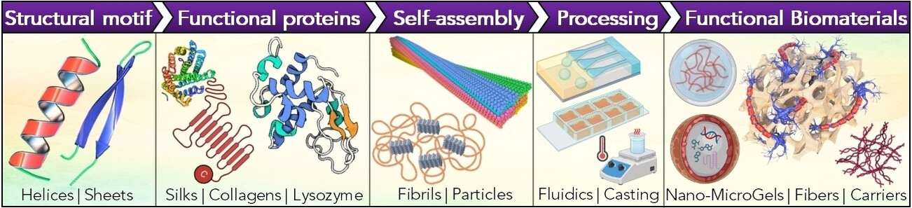 Designing Multifunctional Biomaterials via Protein Self-Assembly