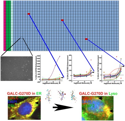 Cell-based high-throughput screening identifies galactocerebrosidase enhancers as potential small-molecule therapies for Krabbe's disease
