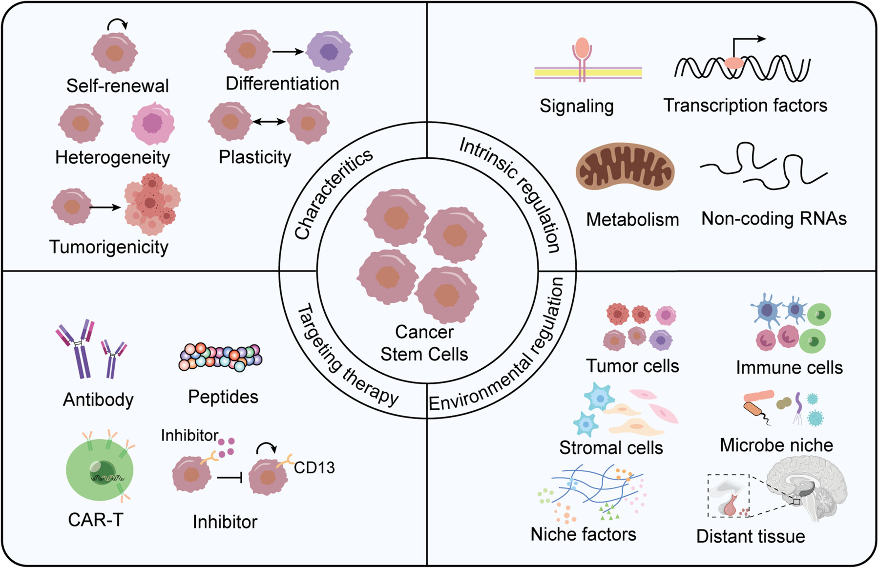 Characteristic, Regulation and Targeting Strategies of Cancer Stem Cells and Their Niche in Digestive System Tumors