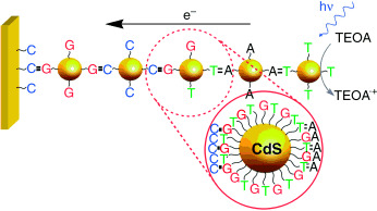 Layered Hydrogen-Bonded Nucleotide-Functionalized CdS Nanoparticles for Photoelectrochemical Applications