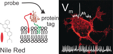 A Chemogenetic Approach for the Optical Monitoring of Voltage in Neurons