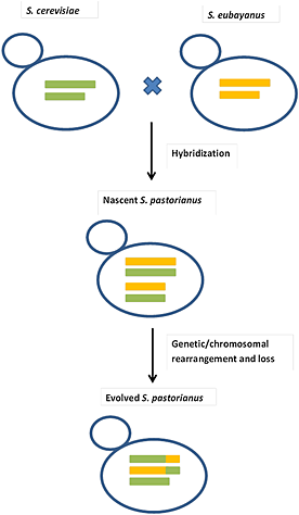 Saccharomyces pastorianus: genomic insights inspiring innovation for industry