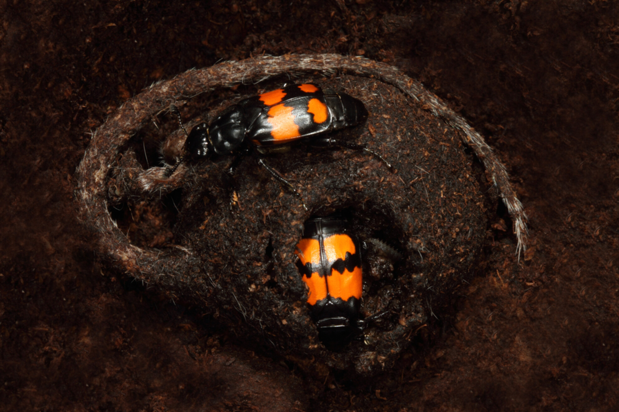 Harsh nutritional environment has positive and negative consequences for family living in a burying beetle
