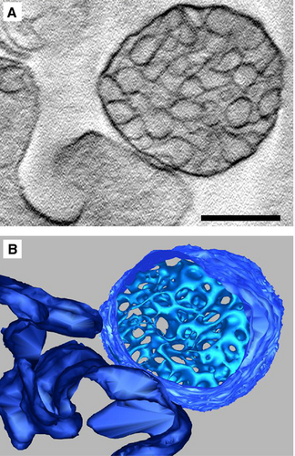 Details are in the caption following the image