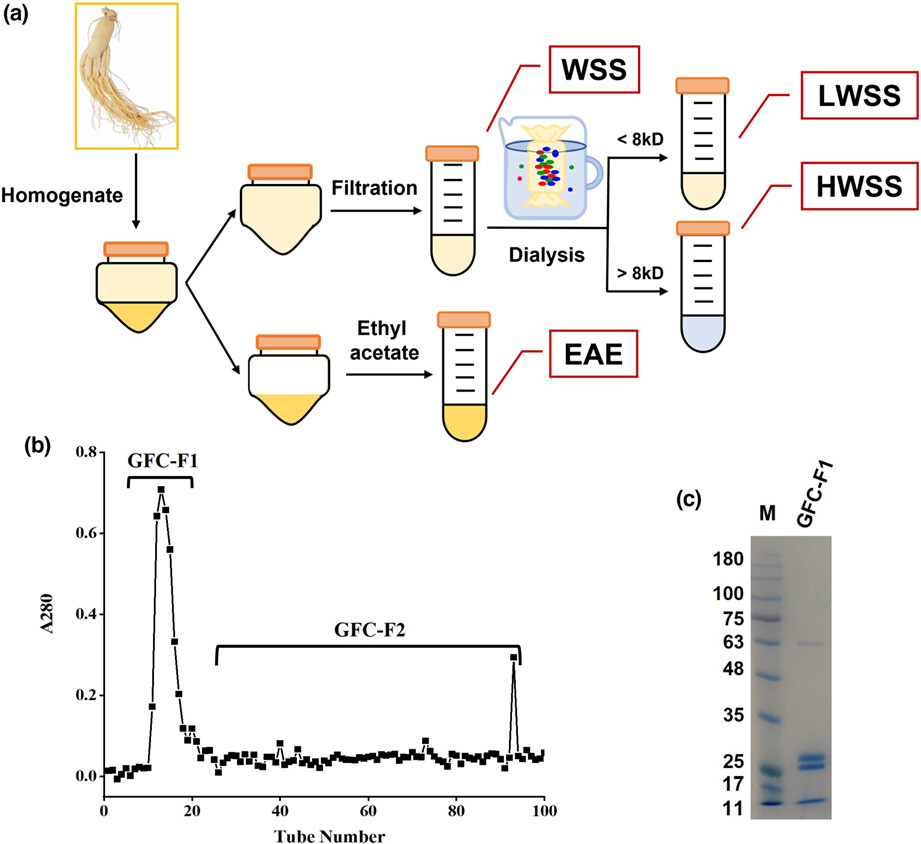 Panax ginseng abuse exhibits a pro-inflammatory effect by activating the NF-κB pathway