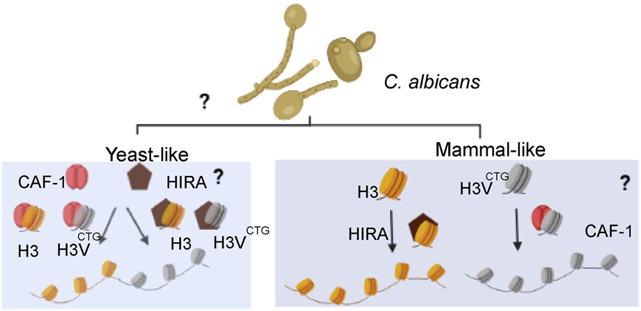 Negative regulation of biofilm development by the CUG-Ser1 clade-specific histone H3 variant is dependent on the canonical histone chaperone CAF-1 complex in Candida albicans
