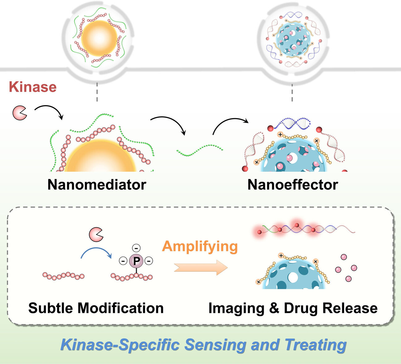 Nanomediator–Effector Cascade Systems for Amplified Protein Kinase Activity Imaging and Phosphorylation-Induced Drug Release In Vivo