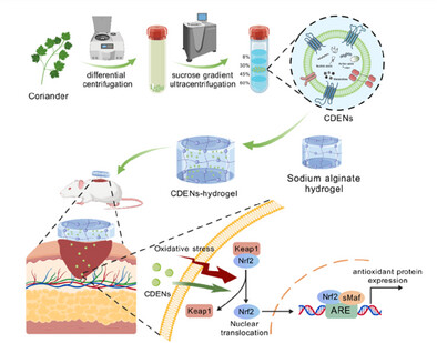 Coriander-Derived Exosome-Like Nanovesicles Laden Hydrogel with Antioxidant Property Accelerates Wound Healing