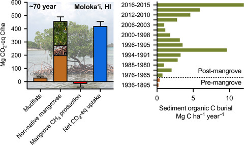 Non-native mangroves support carbon storage, sediment carbon burial, and accretion of coastal ecosystems