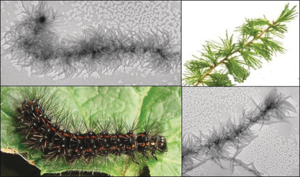 Creating Biomorphic Barbed and Branched Mesostructures in Solution through Block Copolymer Crystallization