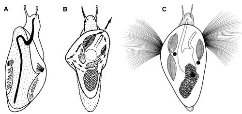 Details are in the caption following the image Details are in the caption following the image