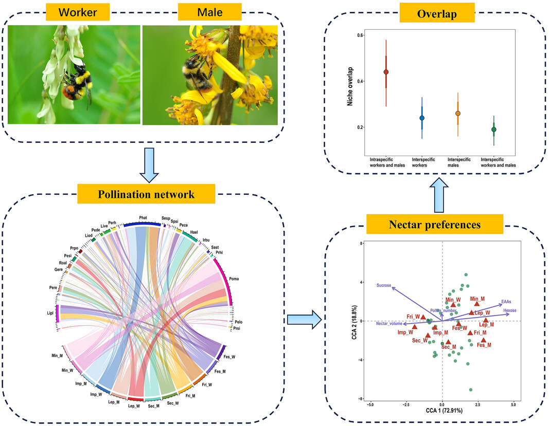 Intraspecific and interspecific resource partitioning between bumblebee workers and males related to nectar quantity and quality