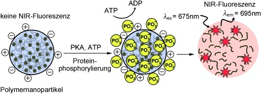 Protein-Phosphorylation-Responsive Polymeric Nanoparticles for Imaging Protein Kinase Activities in Single Living Cells