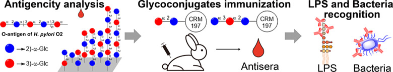 Immunological Exploration of Helicobacter pylori Serotype O2 O-Antigen by Using a Synthetic Glycan Library