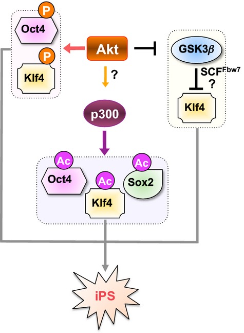 Acetylation-dependent regulation of essential iPS-inducing factors: a regulatory crossroad for pluripotency and tumorigenesis