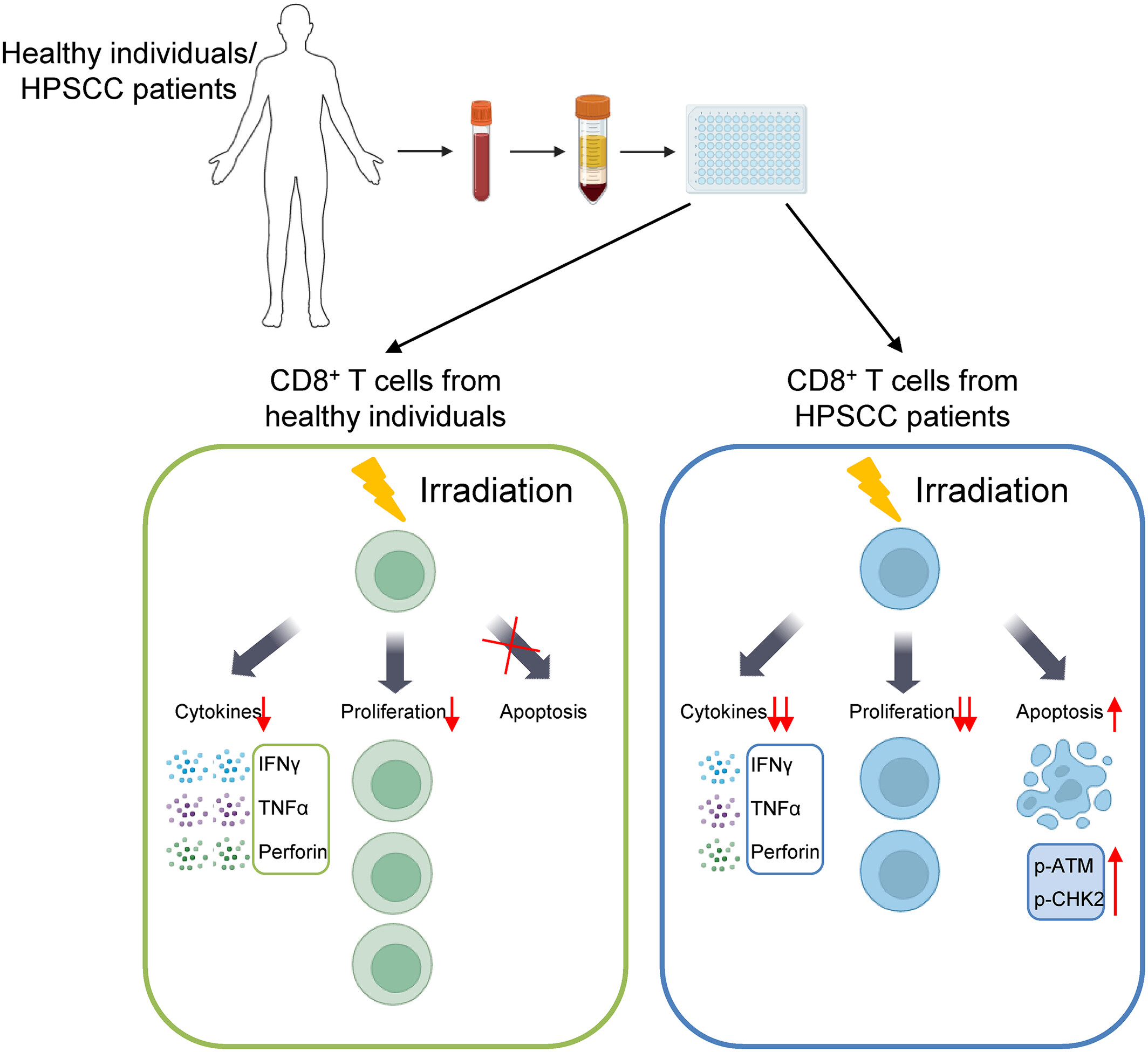 CD8+ T cells in patients with hypopharyngeal squamous cell carcinoma are susceptible to radiation-induced damage