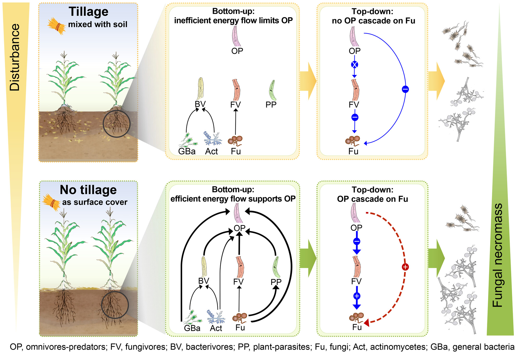 Cascading Effects Within Soil Food Web Amplify Fungal Biomass and Necromass Production