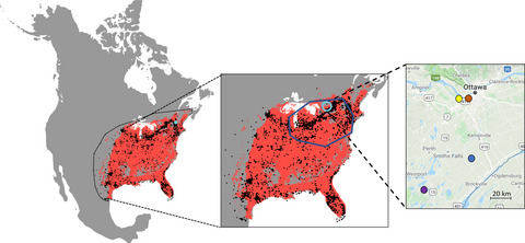 Autumn larval cold tolerance does not predict the northern range limit of a widespread butterfly species