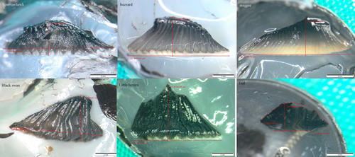 Details are in the caption following the image Details are in the caption following the image