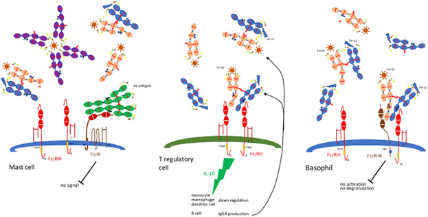 Immunoglobulin G; structure and functional implications of different subclass modifications in initiation and resolution of allergy