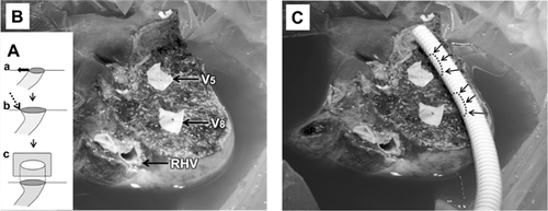 Details are in the caption following the image Details are in the caption following the image