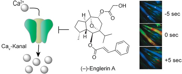 Unveiling (−)-Englerin A as a Modulator of L-Type Calcium Channels