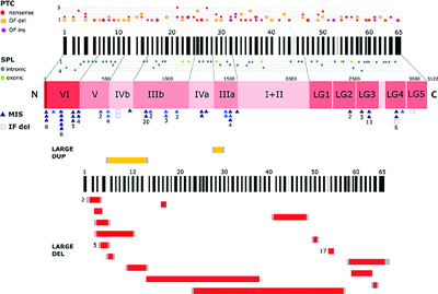 LAMA2 gene mutation update: Toward a more comprehensive picture of the laminin-α2 variome and its related phenotypes