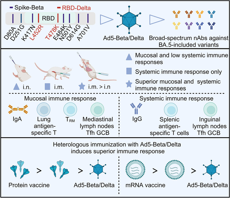 A chimeric adenovirus-vectored vaccine based on Beta spike and Delta RBD confers a broad-spectrum neutralization against Omicron-included SARS-CoV-2 variants