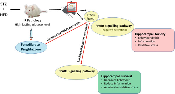 The synergistic ameliorative activity of peroxisome proliferator-activated receptor-alpha and gamma agonists, fenofibrate and pioglitazone, on hippocampal neurodegeneration in a rat model of insulin resistance