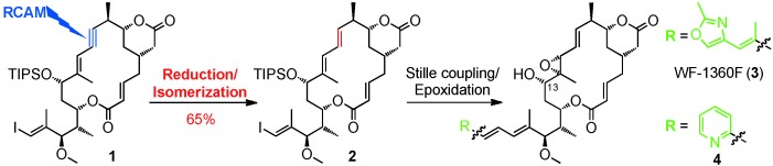 Total Synthesis of the Tubulin Inhibitor WF-1360F Based on Macrocycle Formation through Ring-Closing Alkyne Metathesis