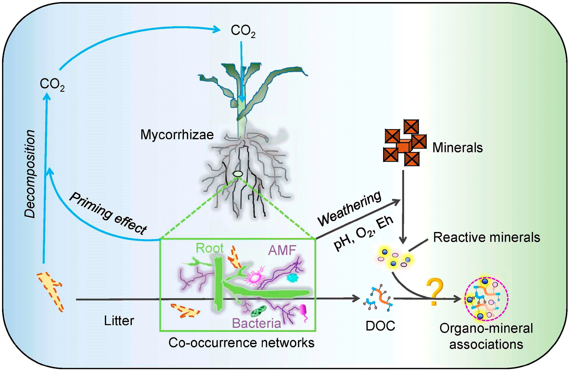 Mycorrhizae enhance reactive minerals but reduce mineral-associated carbon