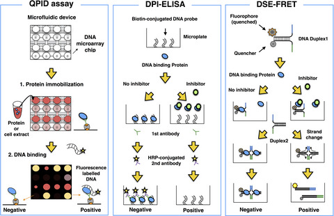 Targeting DNA binding proteins for cancer therapy